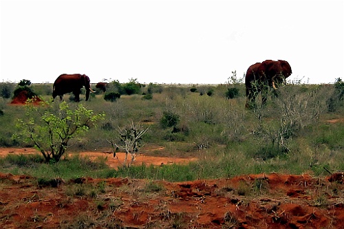 Kenia (458)